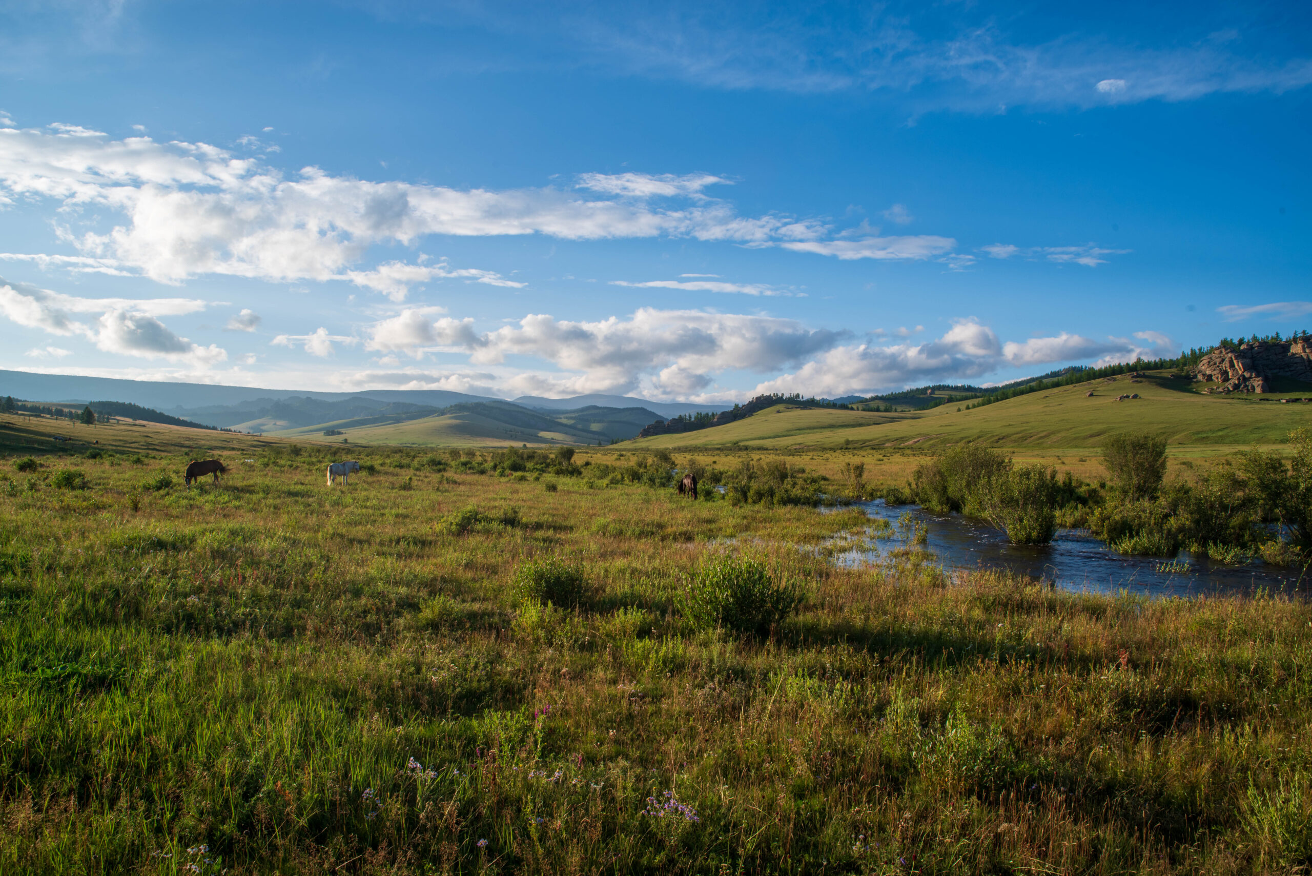 Steppe mongole, au nord ouest d'Oulan Bator